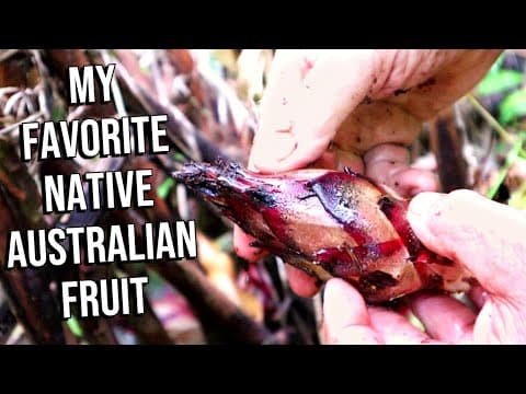YouTube thumbnail for Not all plants in Australia want to hurt you - Native Cardamom | Weird Explorer