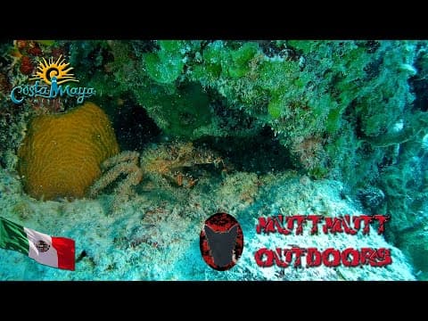 YouTube thumbnail for Stingray's, Crabs, Shrimps, and a Sea Turtle in Mexico.