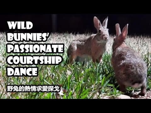 YouTube thumbnail for High-quality video of bunnies cavorting/mating dance involving lots of hopping