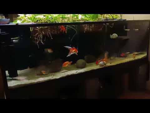 YouTube thumbnail for My fish waiting to get fed