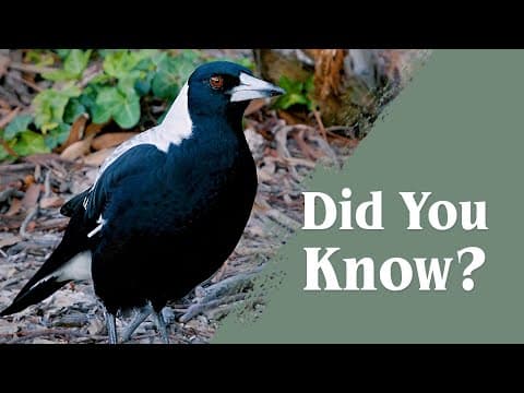 YouTube thumbnail for Australian Magpies - Everything you never knew [08:06]