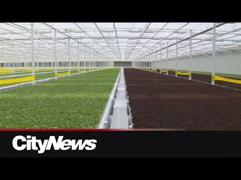 YouTube thumbnail for Canada's first fully automated greenhouse | CityNews