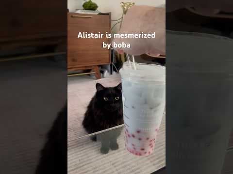 YouTube thumbnail for Alistair is mesmerized by boba.