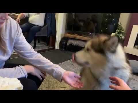 YouTube thumbnail for [Haiku] Don't woof