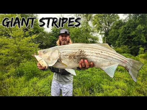 YouTube thumbnail for Fishing A Tennessee Creek For Striped Bass