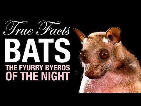 YouTube thumbnail for True Facts: Bats, The Science of the Hunt - Ze Frank