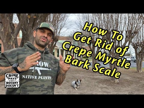 YouTube thumbnail for How to Get Rid of Crepe Myrtle Bark Scale