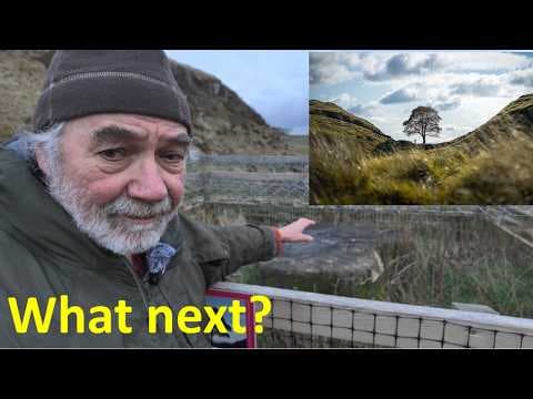 YouTube thumbnail for How the Sycamore Gap tree is recovering: epicormic shoots
