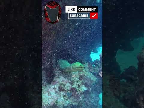 YouTube thumbnail for Green Moray Eel Spotted in the Open in Grand Cayman