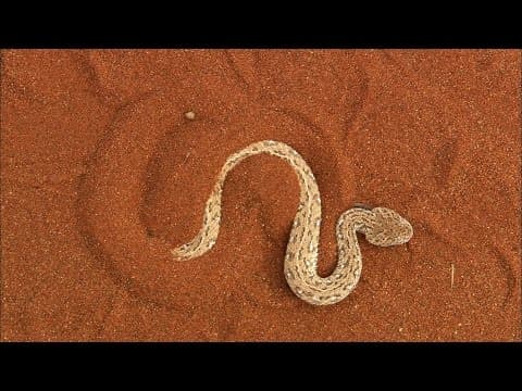 YouTube thumbnail for The Venomous Sidewinder Snake Slithers at 18 MPH - Smithsonian Channel