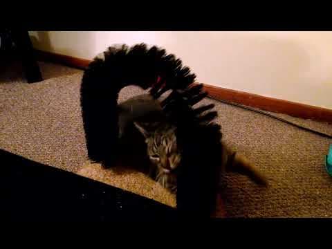 YouTube thumbnail for Kitty loved her brushy arch so much