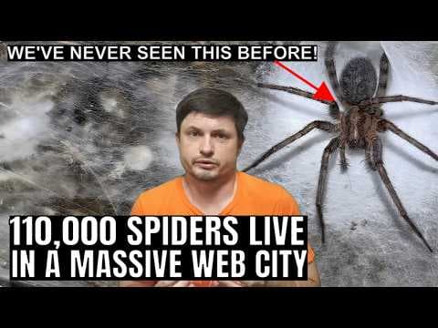 YouTube thumbnail for Cave in Europe Is Full of 110,000 Social Spiders Living in a Web City