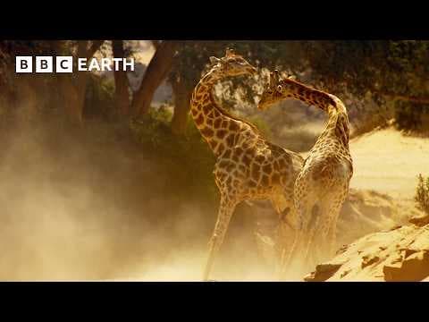 YouTube thumbnail for Giraffe Fight