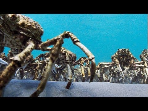 YouTube thumbnail for Spider Crabs [2:54 Clip from Blue Planet II]