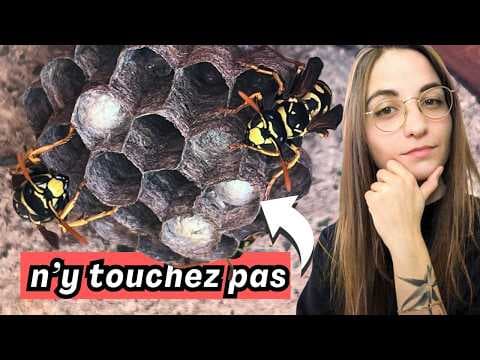YouTube thumbnail for 4 minutes pour comprendre les guêpes polistes | Terrapodia (vidéo, 4m14)