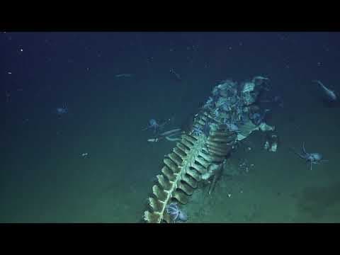 YouTube thumbnail for Whale Fall Actively Devoured by Scavengers at Davidson Seamount | Nautilus Live