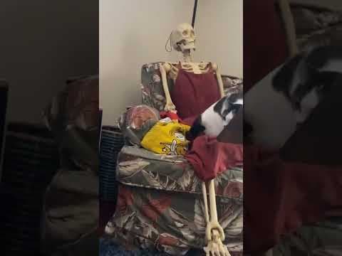 YouTube thumbnail for That cat is going places 💀