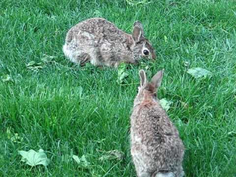 YouTube thumbnail for clear video of two bunnies eating grass and later hopping with each other
