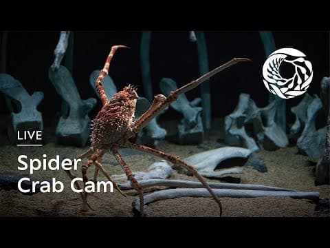 YouTube thumbnail for Live Spider Crab Cam — Monterey Bay Aquarium | Into the Deep