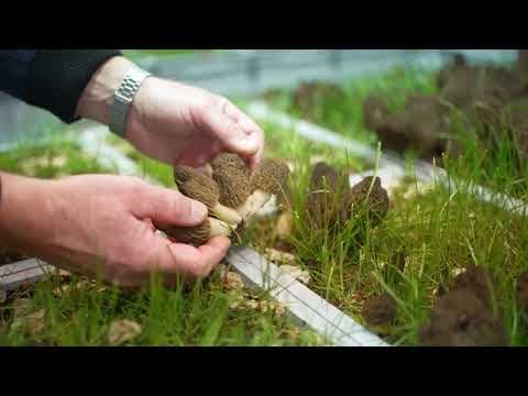 YouTube thumbnail for Sharing for more info - growing morel
