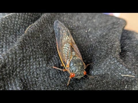 YouTube thumbnail for My yard sounds like constant white noise because of cicadas.