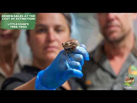 YouTube thumbnail for RENEWABLES AT THE COST OF EXTINCTION: FIGHTING TO SAVE THE LITTLEJOHN'S TREE FROG