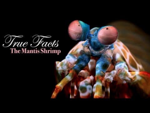 YouTube thumbnail for True Facts About The Mantis Shrimp
