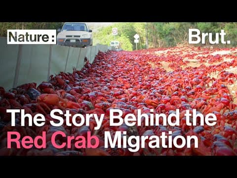 YouTube thumbnail for The Story Behind the Red Crab Migration on Christmas Island
