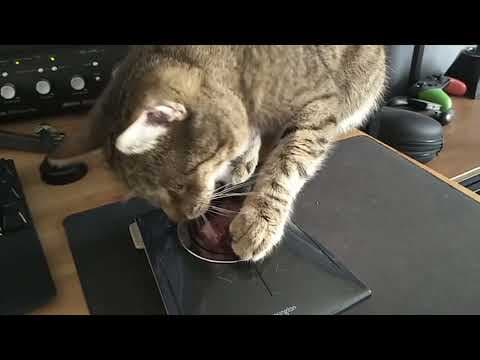 YouTube thumbnail for Kensington Slimbalde quality inspection