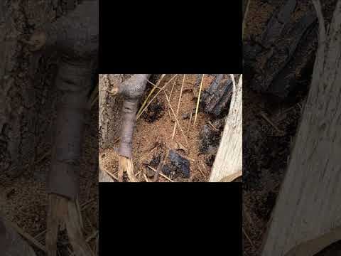 YouTube thumbnail for Ants burrowing in a log 🐜