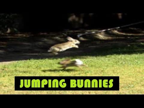 YouTube thumbnail for Rabbits Jumping Over Each Other