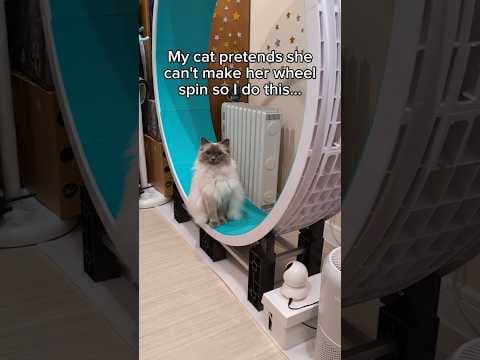 YouTube thumbnail for My brain is basically this cat