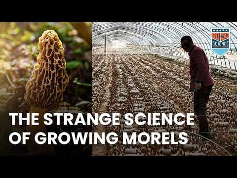 YouTube thumbnail for Morels: Cultivating The Most Wanted Mushroom on Earth