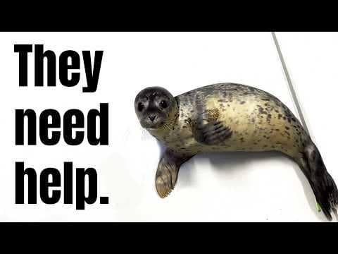 YouTube thumbnail for The Seal Center That Saves Lives Needs Saving [Xem; 4:56]