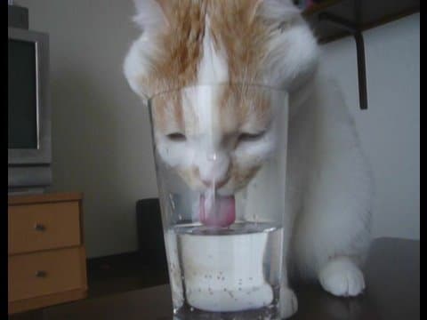 YouTube thumbnail for 強引にグラスの水を飲むポッケ