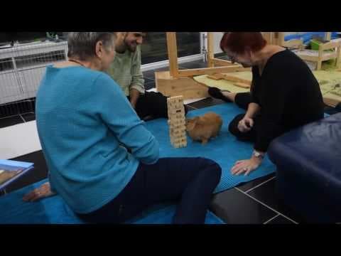 YouTube thumbnail for Bunny Playing Jenga