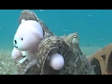 YouTube thumbnail for Octopus Fell In Love With Teddy!