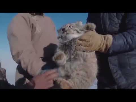 YouTube thumbnail for [Haiku] The body is round.