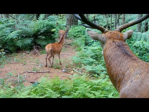 YouTube thumbnail for Kiwi fella puts a mirror in the bush - videos Animals reactions