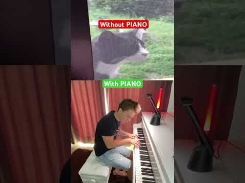 YouTube thumbnail for Singing cat gets emotional