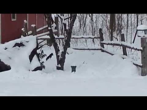 YouTube thumbnail for When a squirrel eats too many fermented crab apples