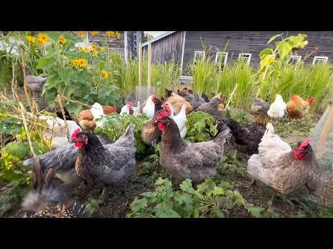 YouTube thumbnail for Sustainble Chicken Farming