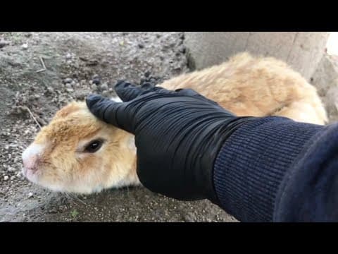 YouTube thumbnail for Bunny rule