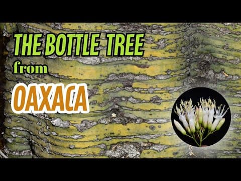 YouTube thumbnail for The Green Bottle Tree from Oaxaca