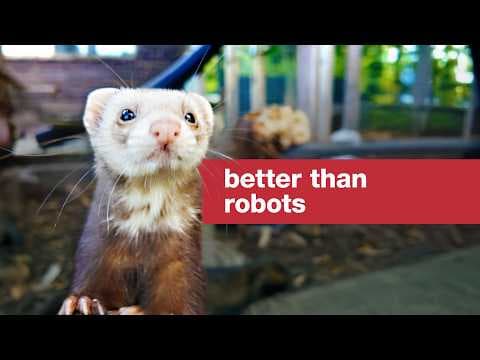 YouTube thumbnail for We can't invent a robot better than these ferrets