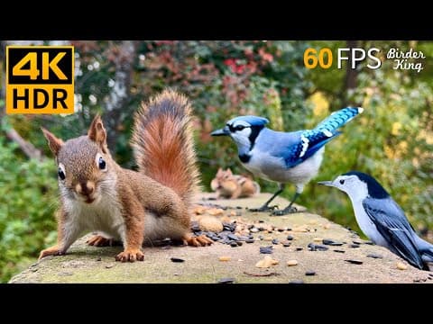 YouTube thumbnail for I play this clip for my cats when I am away.