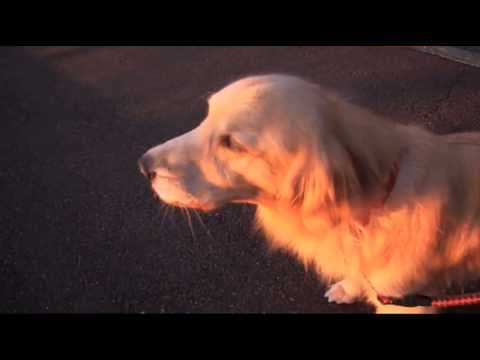 YouTube thumbnail for Such a lust for revenge... (Doggo version)