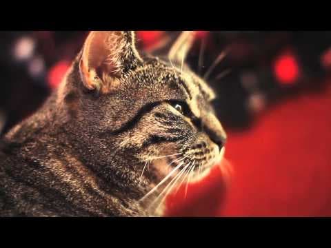 YouTube thumbnail for Collective Soul Cat