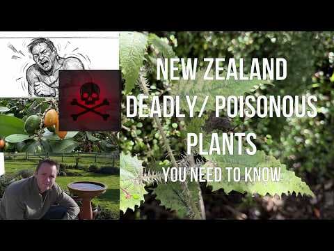 YouTube thumbnail for NZ's most deadliest and toxic plants. What you need to know.