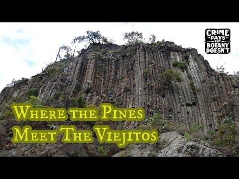 YouTube thumbnail for Where the Pines Meet the Viejitos : Hidalgo, Mexico